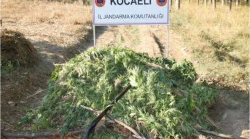 Ay&ccedil;i&ccedil;eği tarlasında Hint keneviri yetiştirdiler