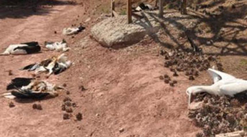 Elektrik akımına kapılan leylekler telef oldu