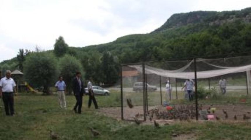 Karagöl'e 750 kınalı keklik