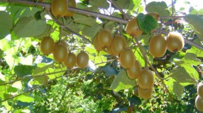 Kivi &Uuml;reticileri Birliği, y&uuml;ksek kaliteli kivi bekliyor