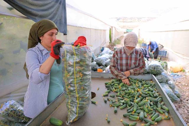 Kahramanmaraş&rsquo;ta turşuluk &uuml;r&uuml;nlerde hasat d&ouml;nemi 5