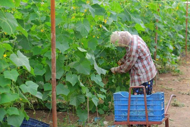 Kahramanmaraş&rsquo;ta turşuluk &uuml;r&uuml;nlerde hasat d&ouml;nemi 3