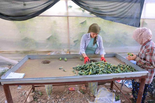 Kahramanmaraş&rsquo;ta turşuluk &uuml;r&uuml;nlerde hasat d&ouml;nemi 2