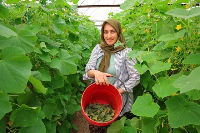 Kahramanmaraş&rsquo;ta turşuluk &uuml;r&uuml;nlerde hasat d&ouml;nemi 1