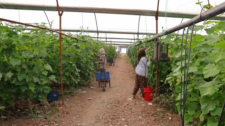 Kahramanmaraş&rsquo;ta turşuluk &uuml;r&uuml;nlerde hasat d&ouml;nemi
