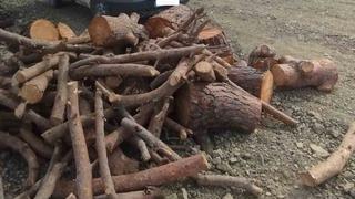 Kahramanmaraş’ta kaçak orman emvali
