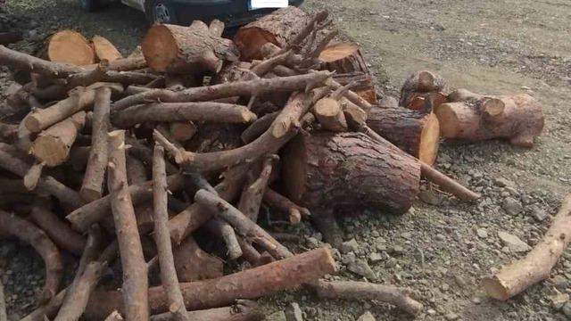 Kahramanmaraş’ta kaçak orman emvali