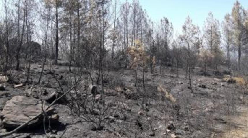 Milas'ta 30 hektarlık orman alanı zarar g&ouml;rd&uuml;