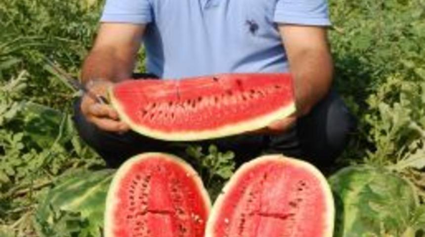 "Bilin&ccedil;li tarımla kalite ve verim arttı"