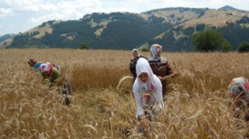 Ara&ccedil;ların gidemediği bin 500 rakımlı tepede, ekin bi&ccedil;ip Kur'an hatmi yapıyorlar