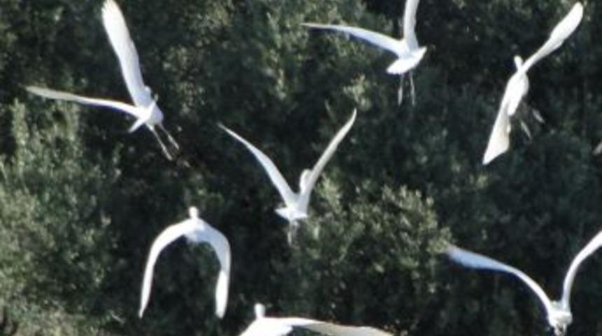 G&ouml;nendere&rsquo;yi &ccedil;ekirgeler bastı