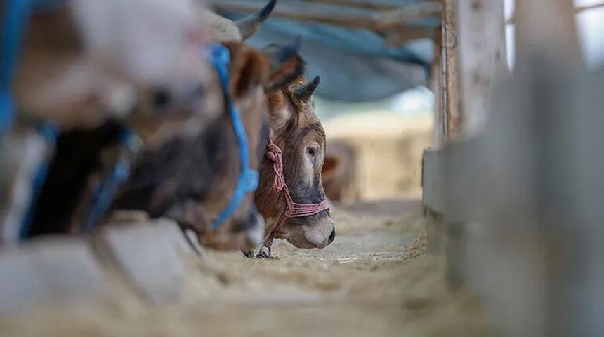 Yurt i&ccedil;i hayvan varlığı artıyor, ithalat ihtiyacı kademeli azalıyor