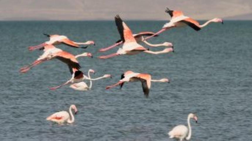 Van Flamingo festivaline hazırlanıyor