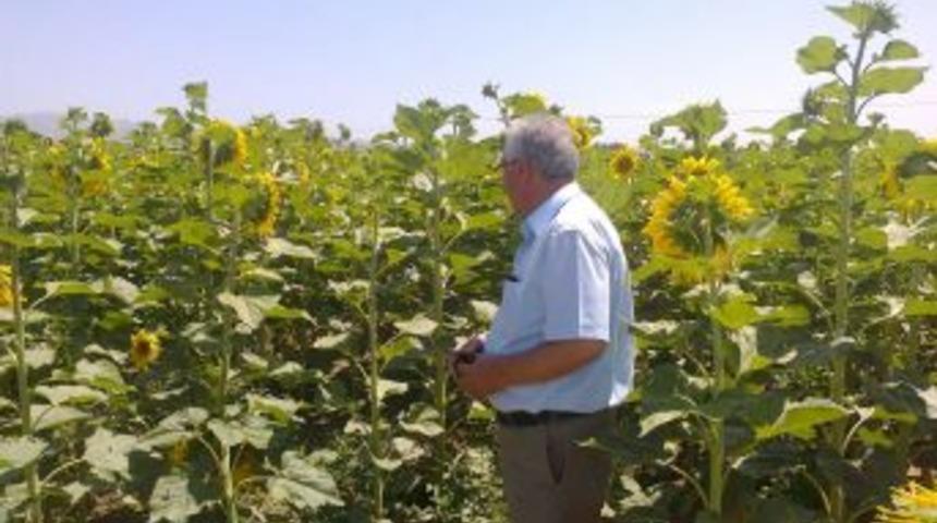 Erzincan&rsquo;ın yeni tarım &uuml;r&uuml;n&uuml; Ay&ccedil;i&ccedil;eği