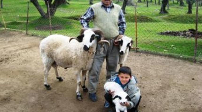 Denizli&rsquo;de k&uuml;&ccedil;&uuml;kbaş hayvan sayısı projelerle arttırılıyor