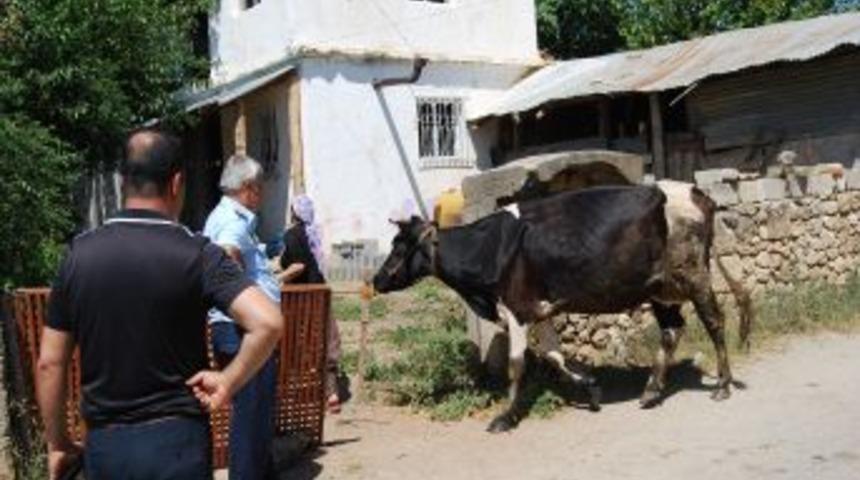 Kozan'da besiciler son kez uyarıldı