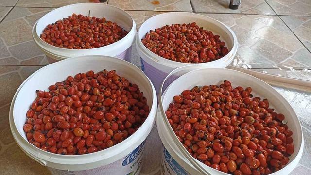 G&uuml;nler s&uuml;ren işlem dakikalara indi: Kuşburnu marmeladı zamanı 1