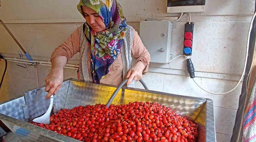 G&uuml;nler s&uuml;ren işlem dakikalara indi: Kuşburnu marmeladı zamanı