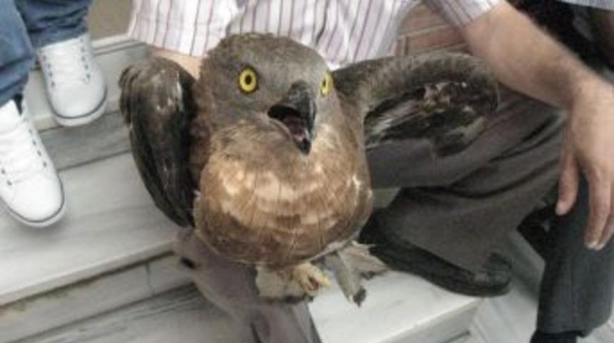 Avcıların yaraladığı şahin, yetkililere teslim edildi