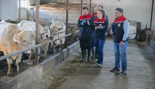 Kars'ta şap hastalığına karşı yoğun aşılama seferberliği