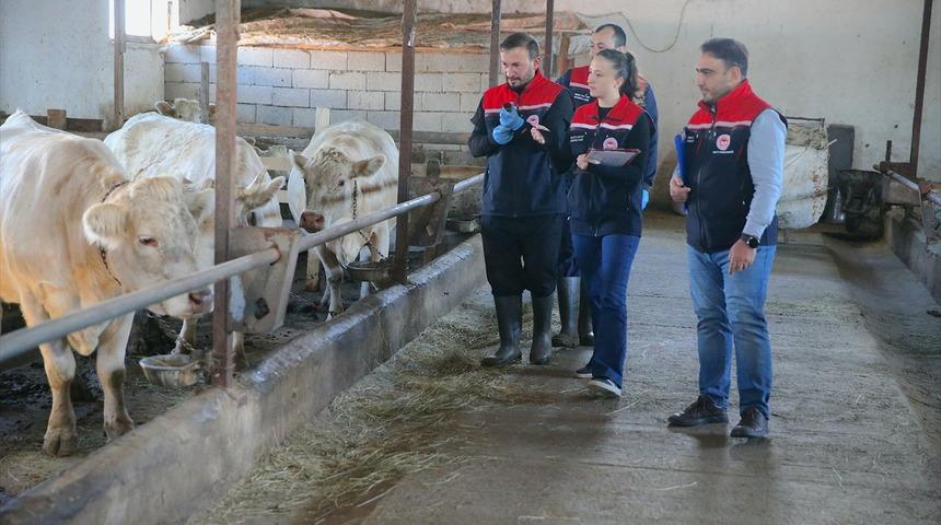 Kars'ta şap hastalığına karşı yoğun aşılama seferberliği