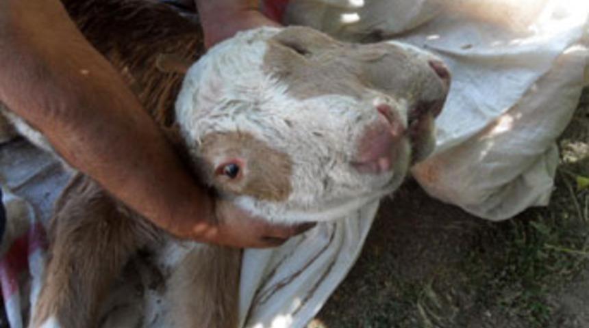 3 g&ouml;z&uuml;, 2 burnu ve 2 dili var