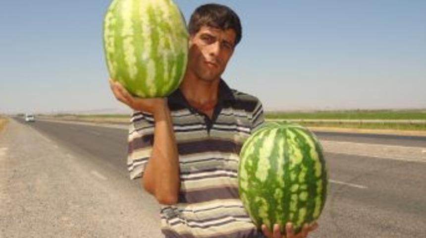 GAP karpuzu &ccedil;ıktı, fiyat yarıya indi