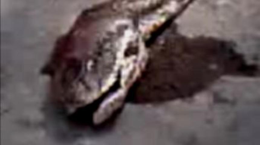 Balıkesir'de dev yılan g&ouml;renleri hayrete d&uuml;ş&uuml;r&uuml;yor