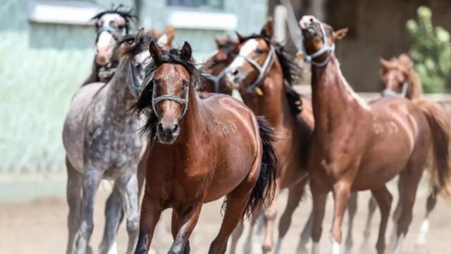 TİGEM 15 safkan Arap koşu tayı satacak
