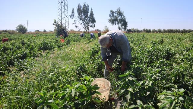 50 derece sıcağa rağmen topluyorlar! Tarlada kilosu 20 TL’den alıcı buluyor