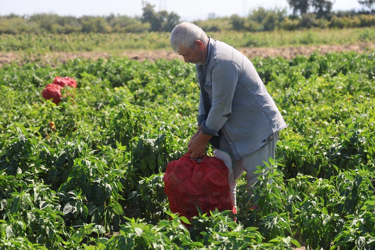 50 derece sıcağa rağmen topluyorlar! Tarlada kilosu 20 TL&rsquo;den alıcı buluyor 2