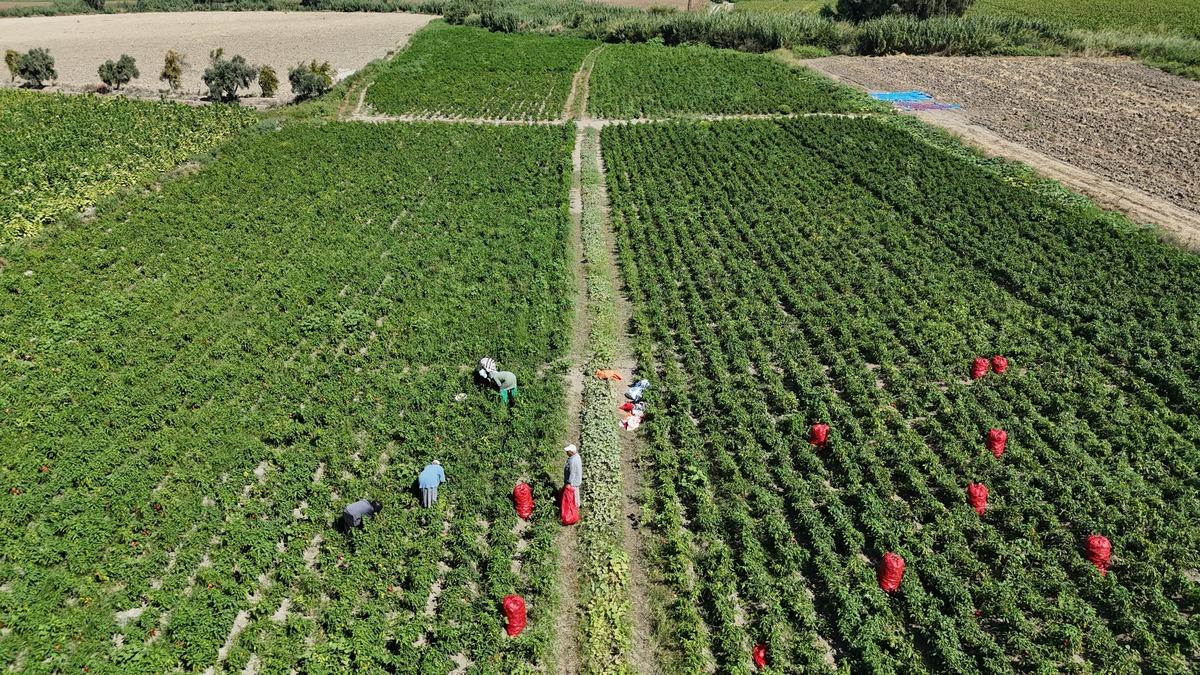 50 derece sıcağa rağmen topluyorlar! Tarlada kilosu 20 TL&rsquo;den alıcı buluyor 5