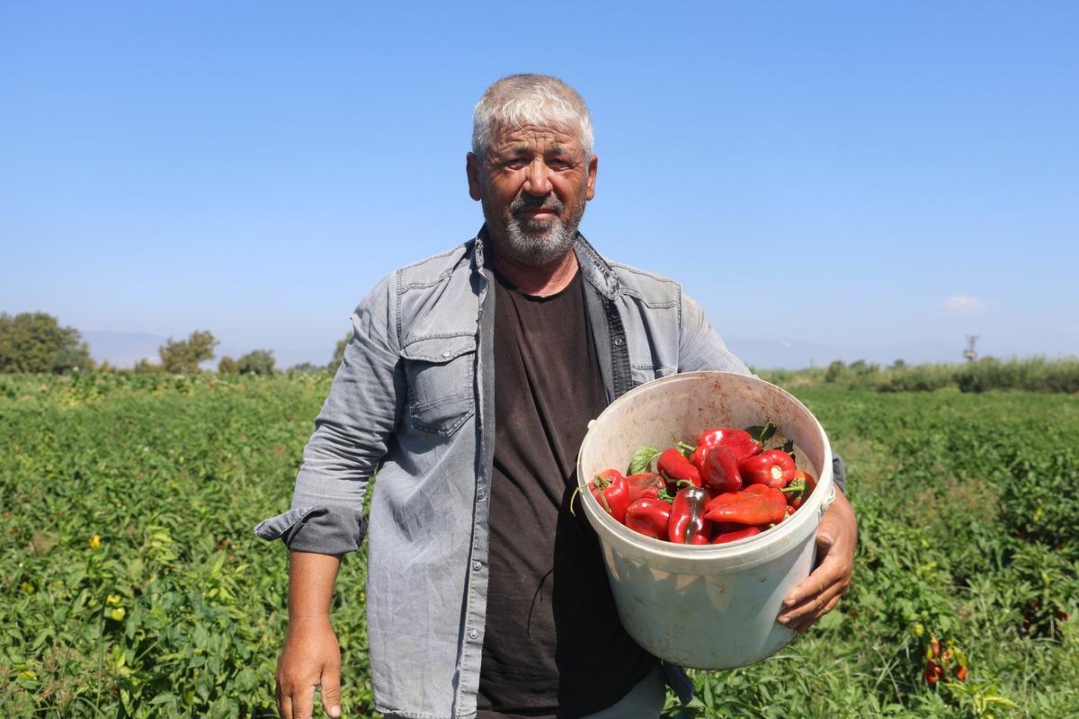 50 derece sıcağa rağmen topluyorlar! Tarlada kilosu 20 TL&rsquo;den alıcı buluyor 3