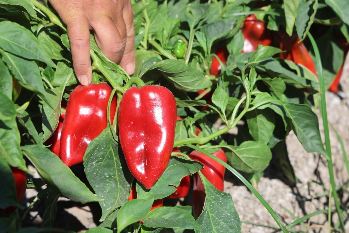 50 derece sıcağa rağmen topluyorlar! Tarlada kilosu 20 TL&rsquo;den alıcı buluyor 1