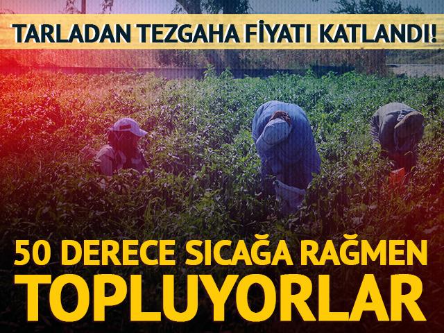 50 derece sıcağa rağmen topluyorlar! Tarlada kilosu 20 TL&rsquo;den alıcı buluyor