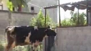 Çeşmeyi açıp su içen inek görenleri şaşırttı