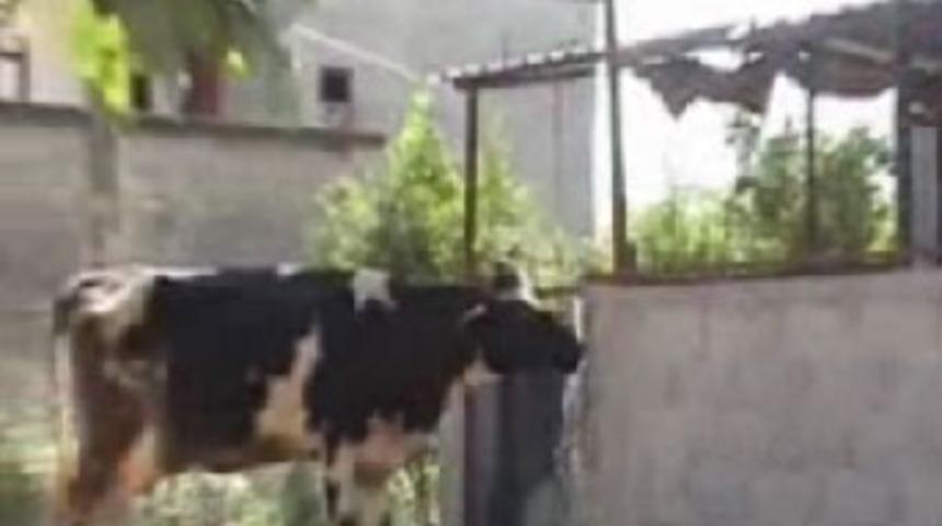 Çeşmeyi açıp su içen inek görenleri şaşırttı