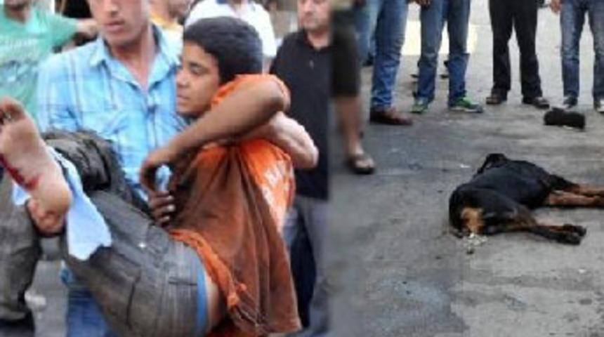 Adana'da Rottweiler dehşeti