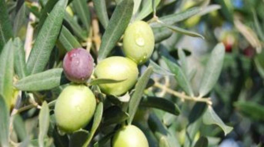 Marmarabirlik, 25 milyon dolar ihracat hedefine yaklaşıyor