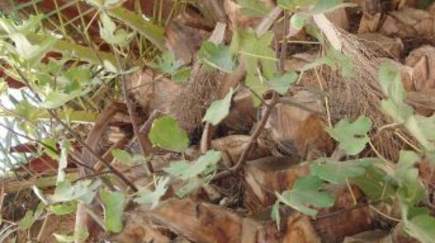 Palmiyenin &uuml;st&uuml;ndeki incir ağacı g&ouml;renleri şaşırtıyor