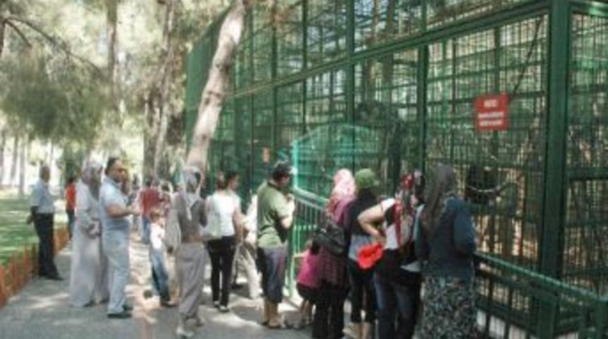 Uzun tatil fırsat oldu, Ortadoğu'nun en b&uuml;y&uuml;k hayvanat bah&ccedil;esi doldu taştı