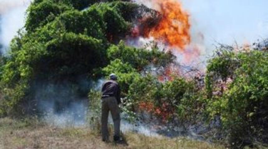 Balıkesir'deki yangında 3 hektar fıstık &ccedil;amı zarar g&ouml;rd&uuml;