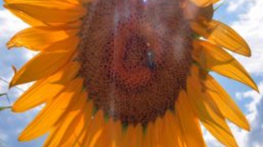 Trakya Birliği&rsquo;nin avans alım fiyatı memnun etti