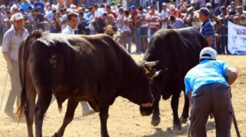 Muğla'da boğalar seyircilerin arasına daldı