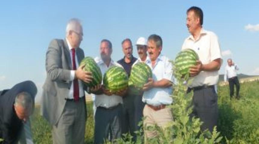 &Ccedil;orum'da organik karpuz &uuml;retimi olumlu sonu&ccedil; verdi