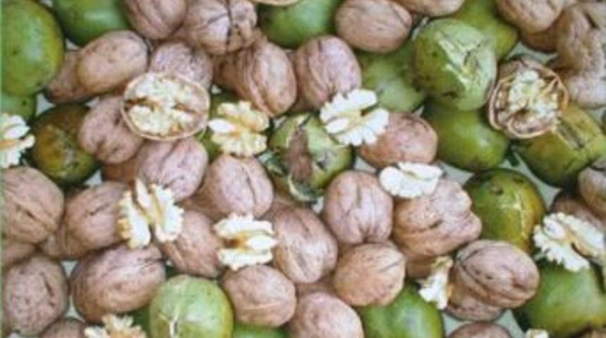 Fıstığın memleketinde ceviz yetiştirecekler