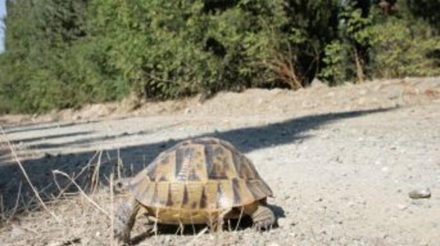 &Uuml;niversite ormanlarında &ccedil;ıkan yangınından ka&ccedil;ak kaplumbağa canını zor kurtardı