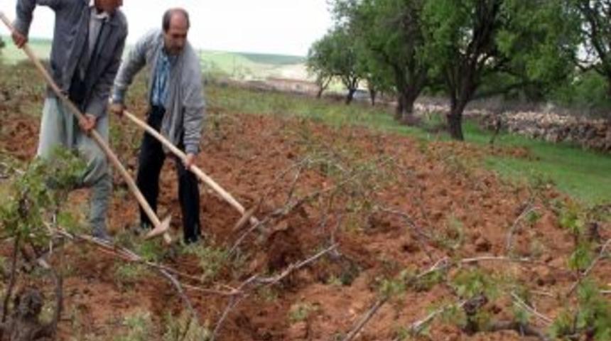 Bağcılıkta yabani gen umudu