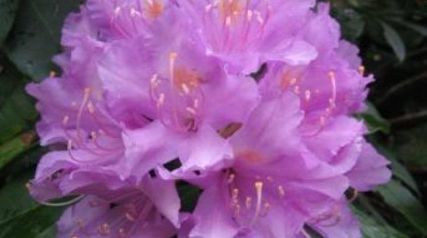 İl Sağlık M&uuml;d&uuml;rl&uuml;ğ&uuml; &ouml;l&uuml;mlere neden olan 'deli bal'a dikkat &ccedil;ekti