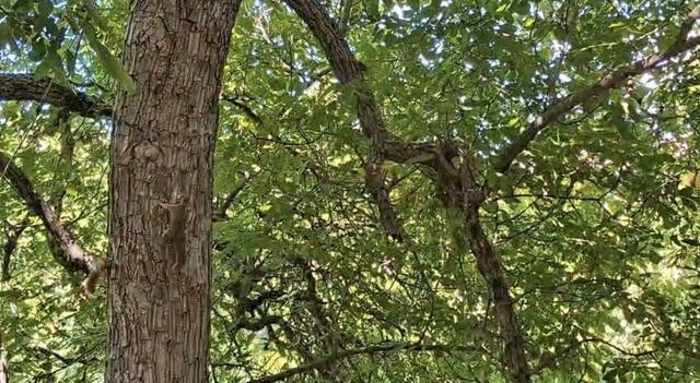 Diyarbakır’da sincapların ağaç üstündeki kovalamacası kameralara yansıdı 4